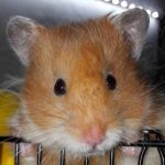 Аватар (golden hamster)