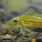 Аватар (Владимир)