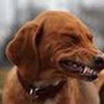 Аватар (Алексей)